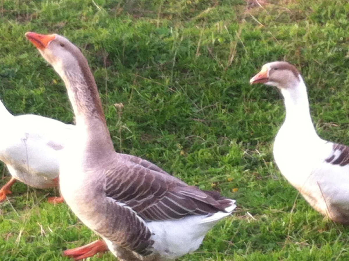 Мои красавцы