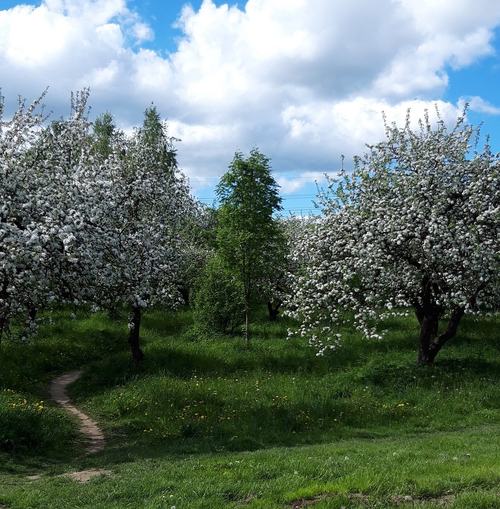Майский сад. И да — это у нас в Минске сейчас