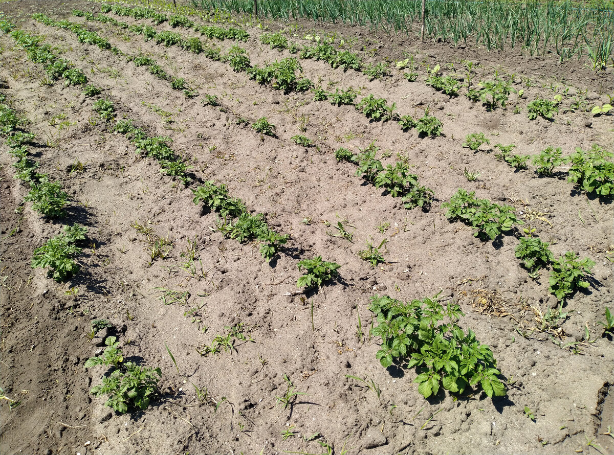 Вот так выглядят междурядья картошки до культивирования