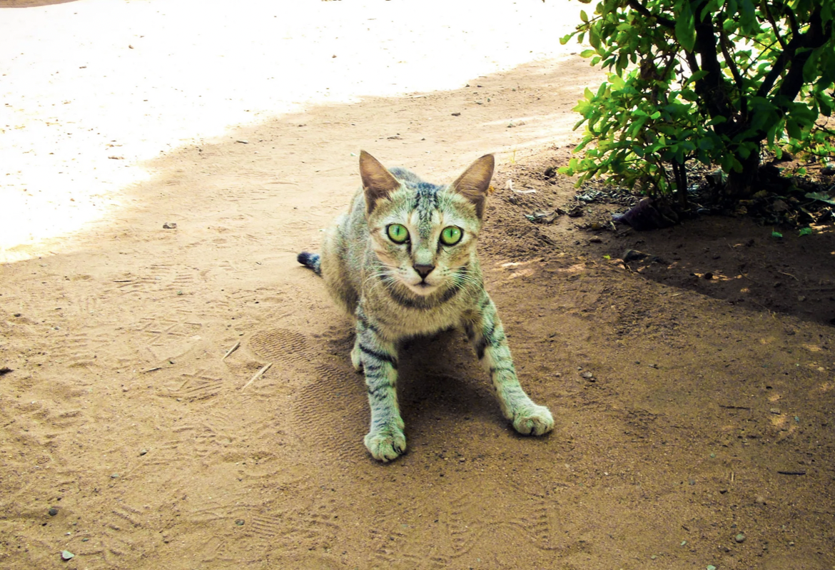 Кошек в Индии можно встретить - но в основном у мусульман и сикхов