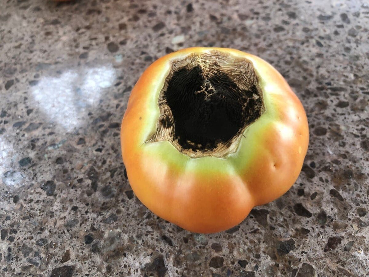 Серая гниль на томатах