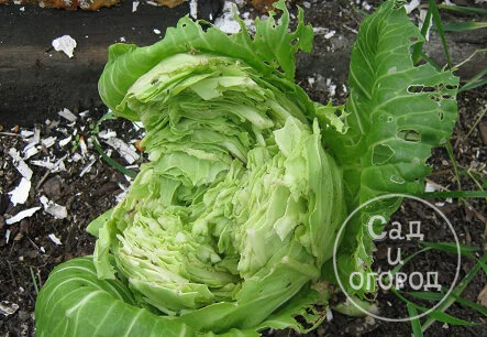 Выглядит так, будто капусту кто-то погрыз