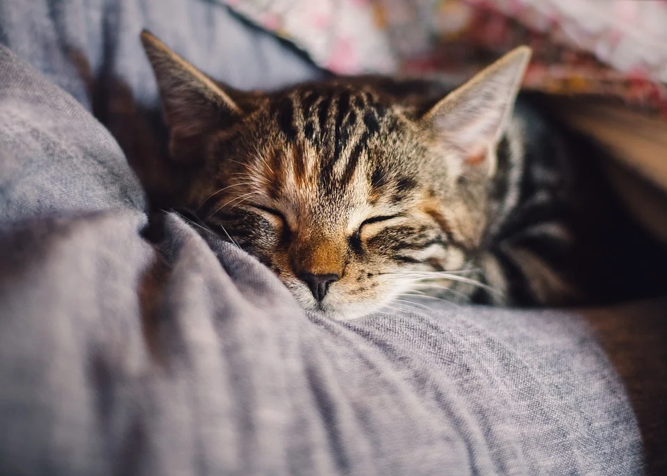 нет никого милее спящего котика (фото pixabay.com)