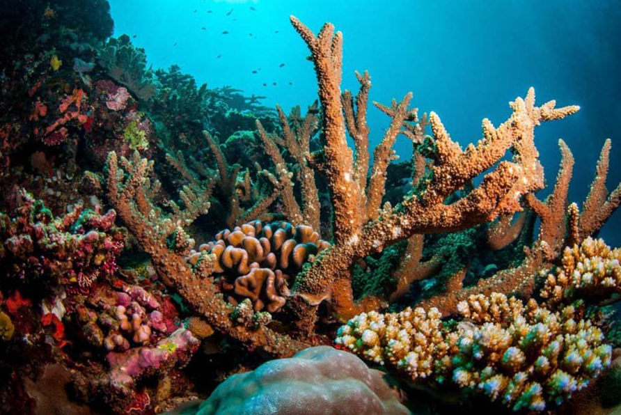 Древние коралловые рифы. Барьерный риф кораллы. 400 Леьний Корал. Большой Барьерный риф растения.