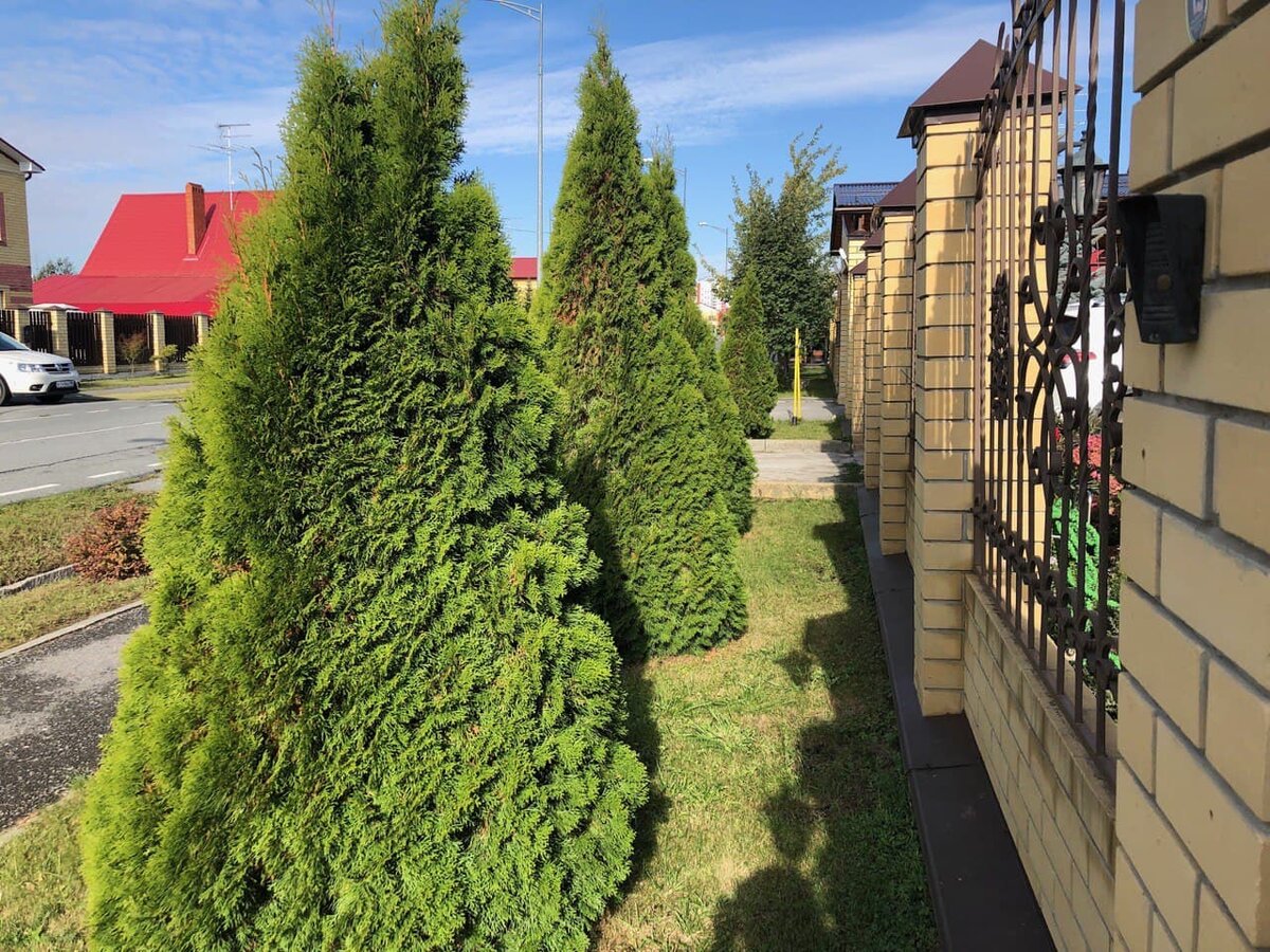 Туи западные всегда обрабатываю