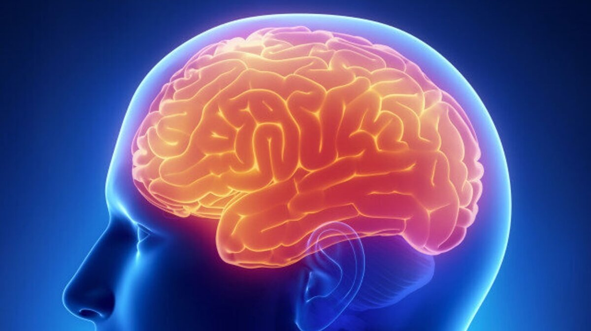 Что такое ликвор и зачем он нужен?