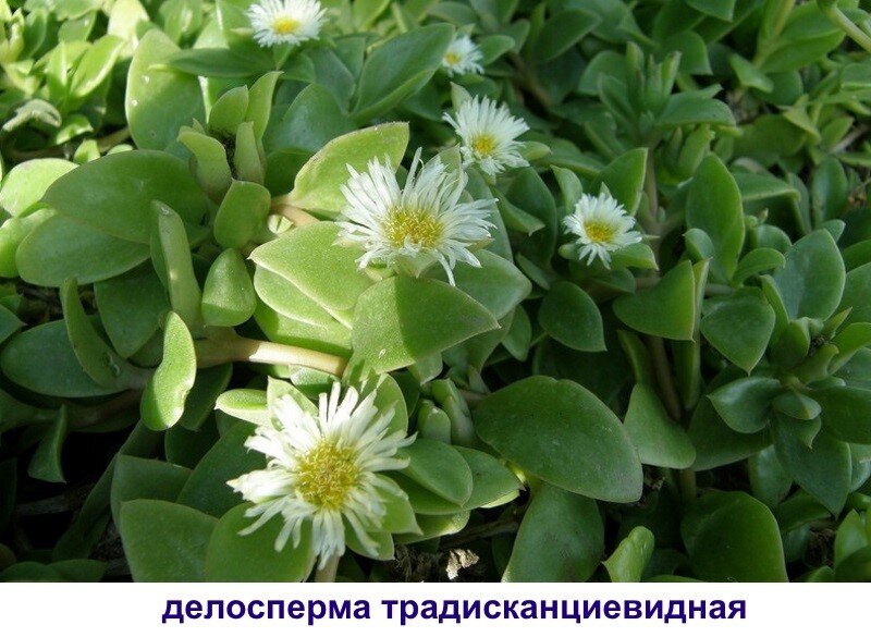 А у вас растет делосперма, неприхотливый, компактный и красивый ...
