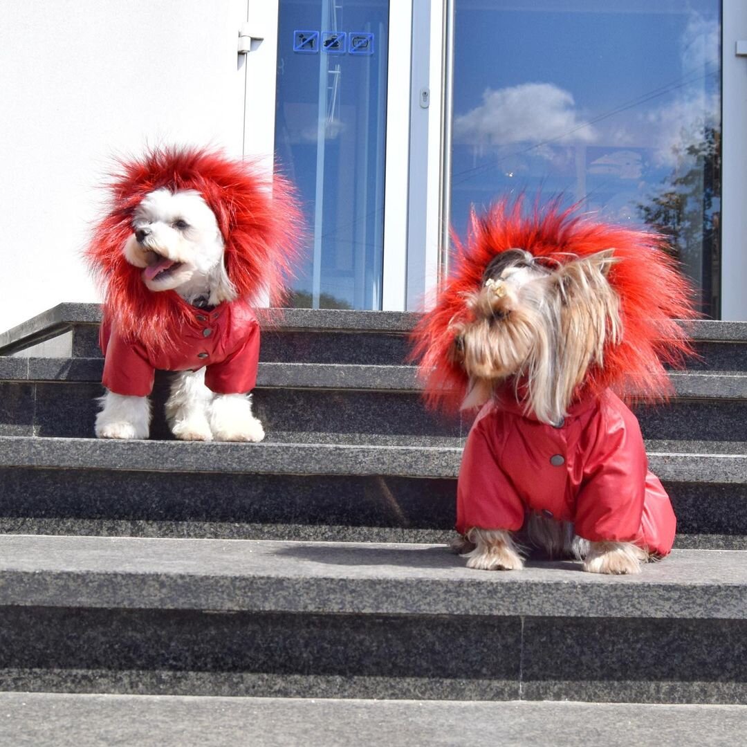 Собаки в комбинезонах People&Dogs