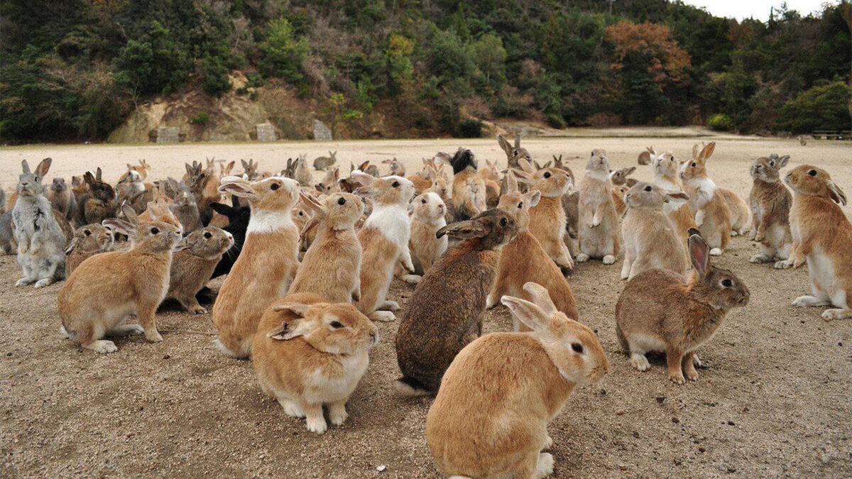 Источник: pbs.twimg.com