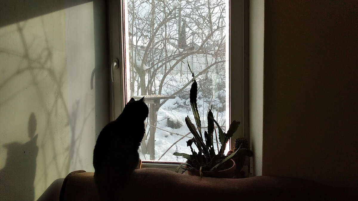 Наша кошка  на окошке