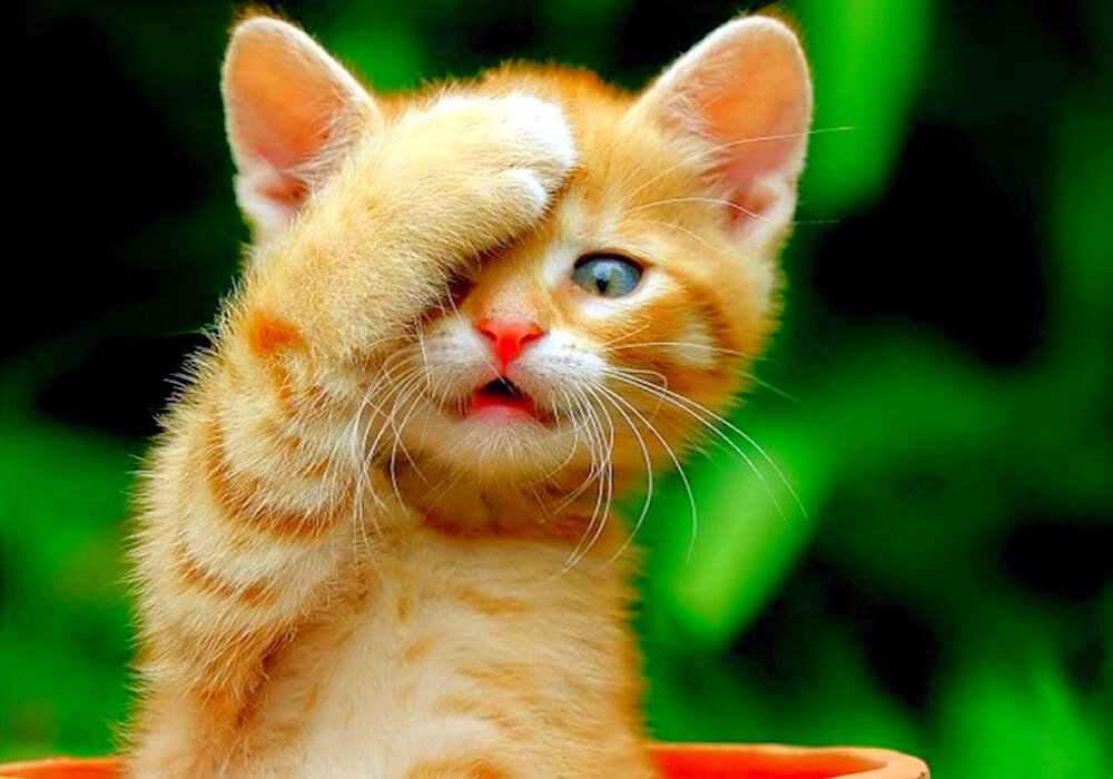 Да, Вашей кошке важно, чтобы вы это знали!