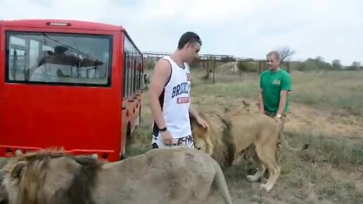 Супер тур в крымскую саванну ко львам. Впечатления на несколько лет вперед