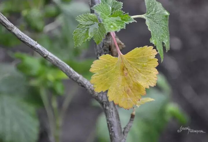 Фото О. Никоноровой: пожелтение листвы кустарника сигнализирует о том, что появилась какая-то проблема, которую необходимо выявить