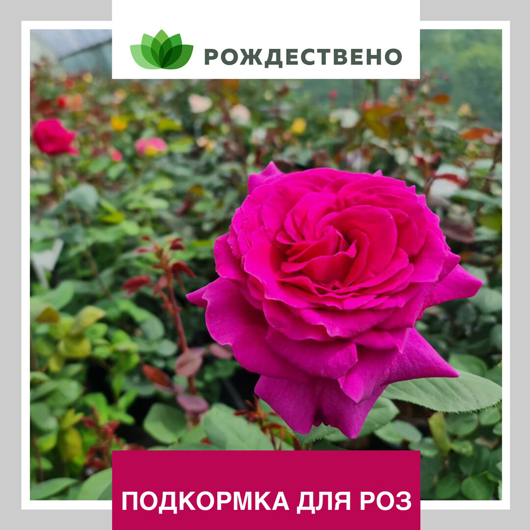 Фото: Елизавета Васильева