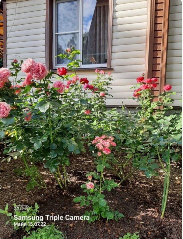 Полосатый пересорт на новом месте 