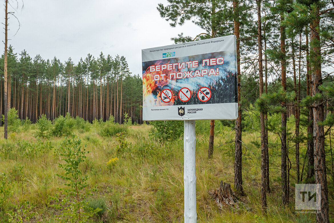 Картинки посещение леса запрещено