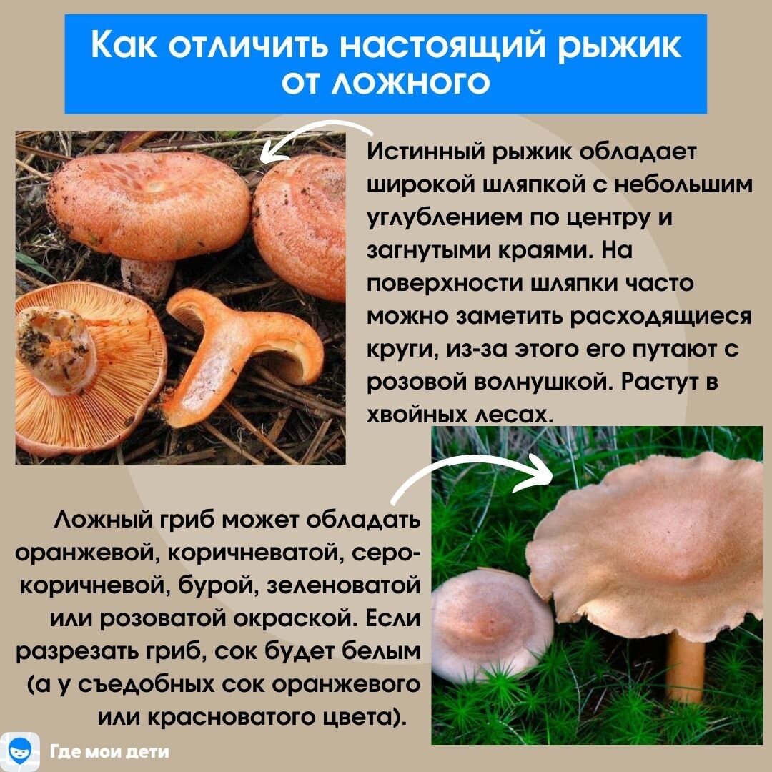 Гриб родитель.