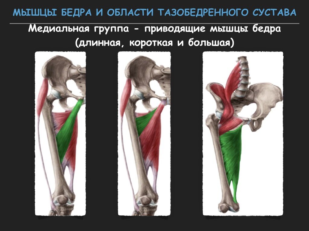 Как неправильные упражнения разрушают тазобедренные суставы? Принцип  мышечного антагонизма | Причины Здоровья | Дзен