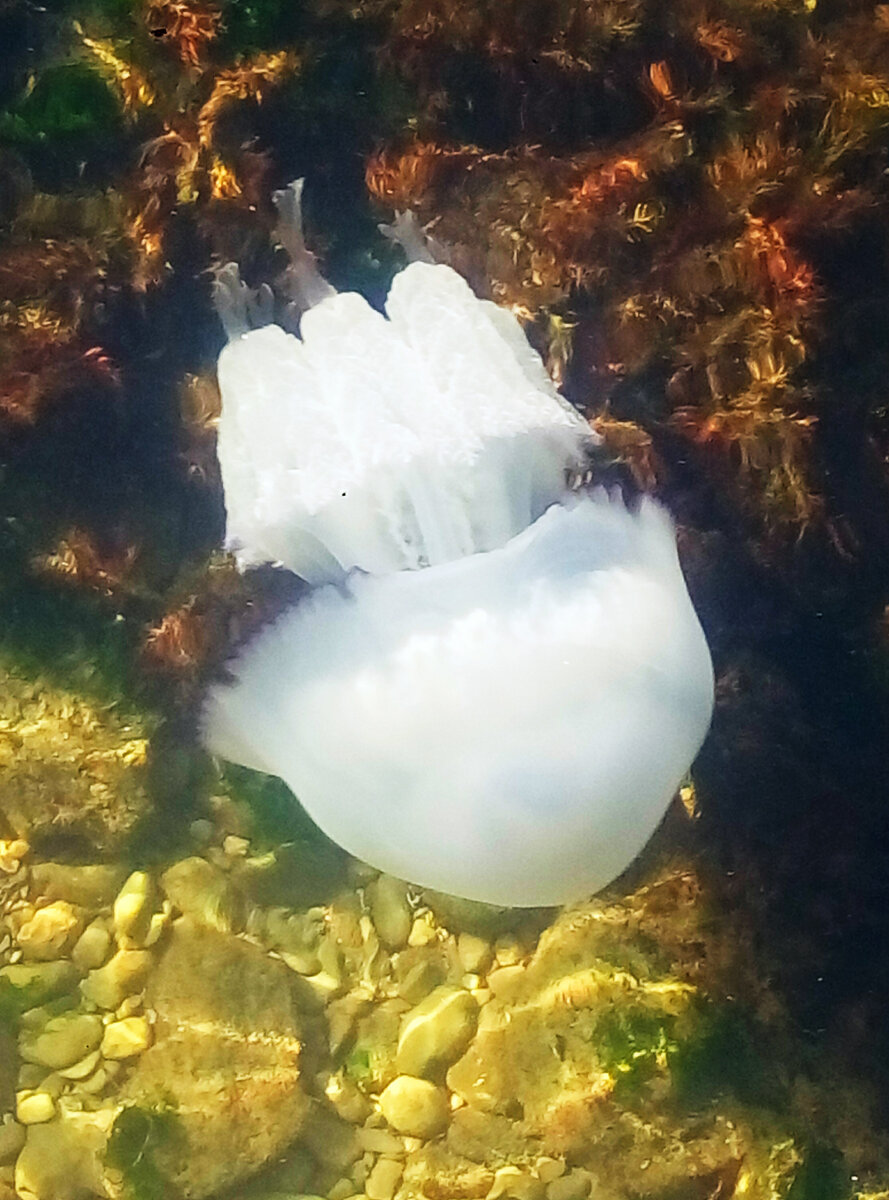 Балаклава.красавица моря подплыла к пирсу знакомиться...