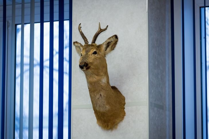    Копытные - излюбленный вид трофеев браконьеров. Фото Андрея Заржецкого.