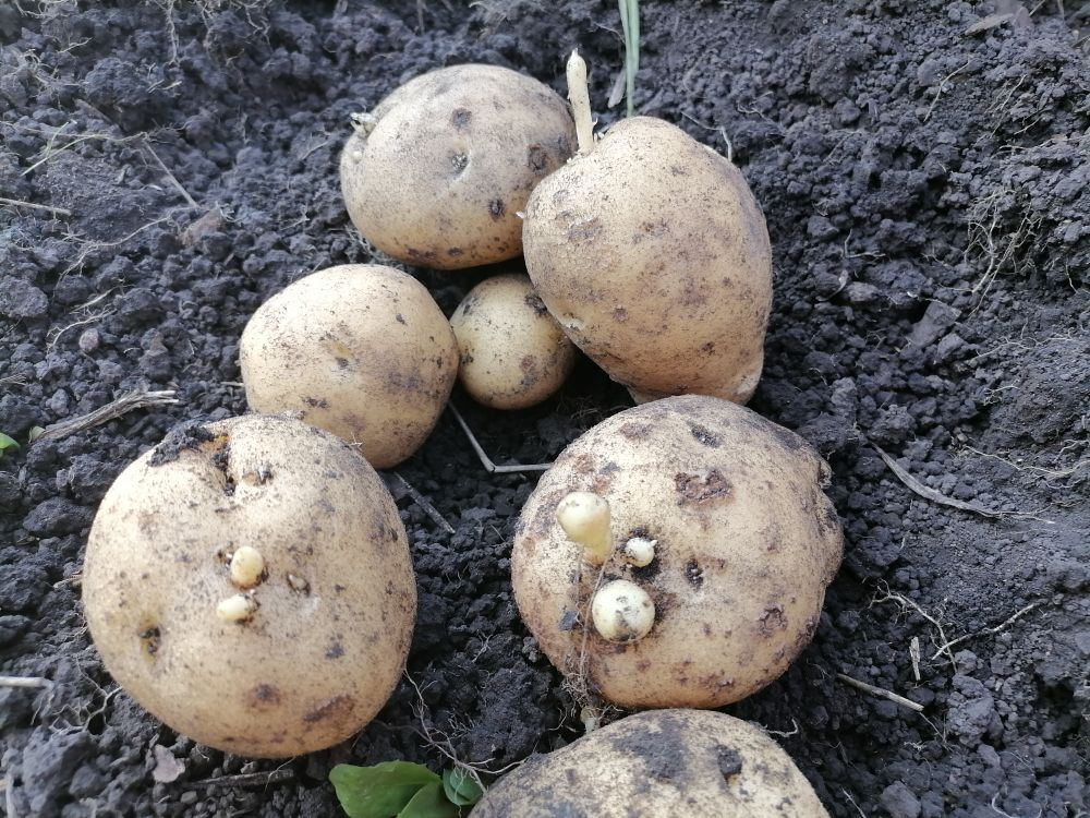 Израстания, наросты картофеля.