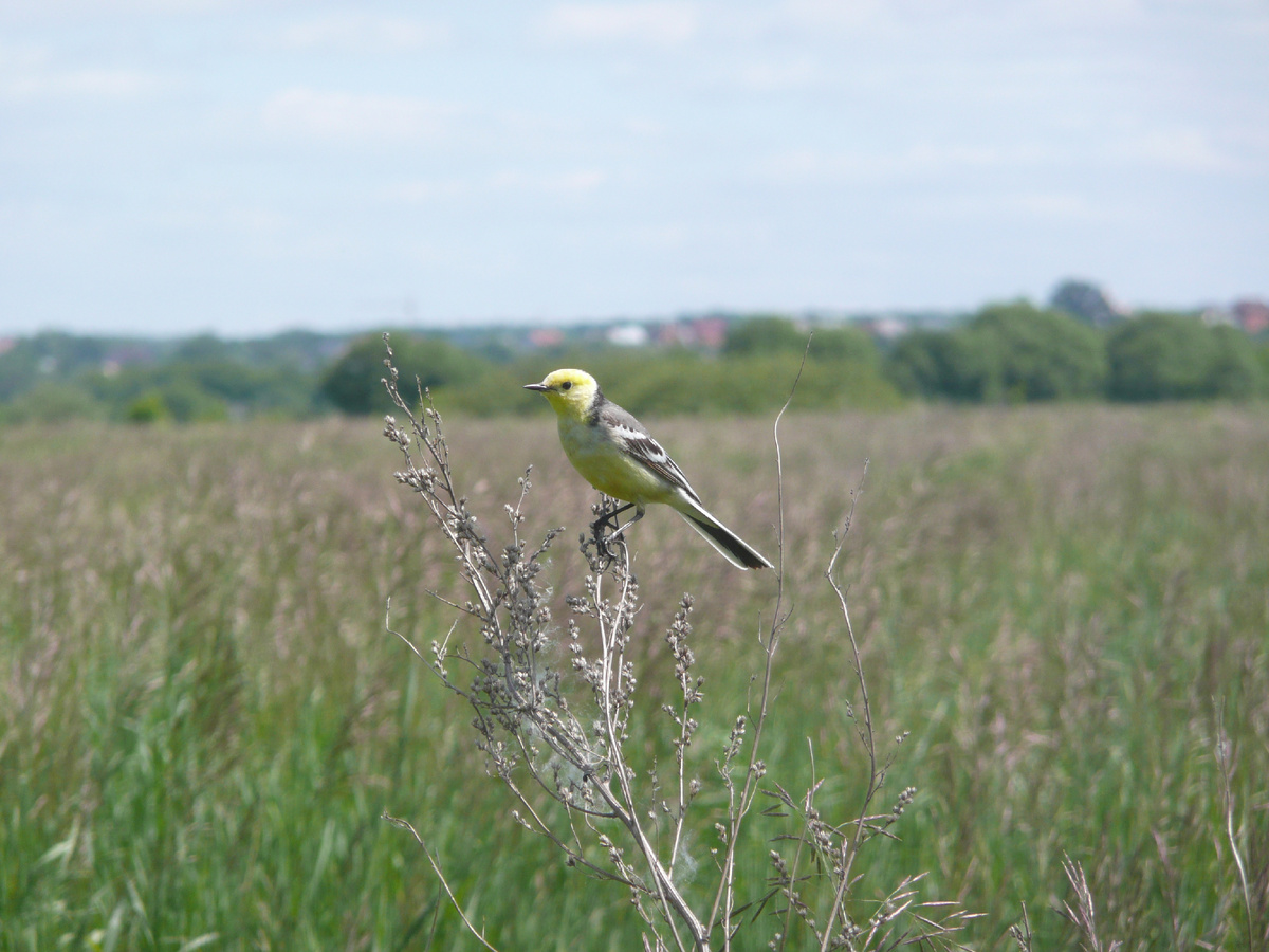 Самец желтоголовой трясогузки