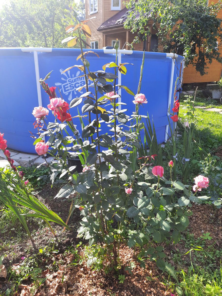 Куст большой и здоровый.