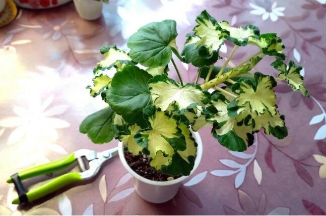 Эта она да черенкования в феврале