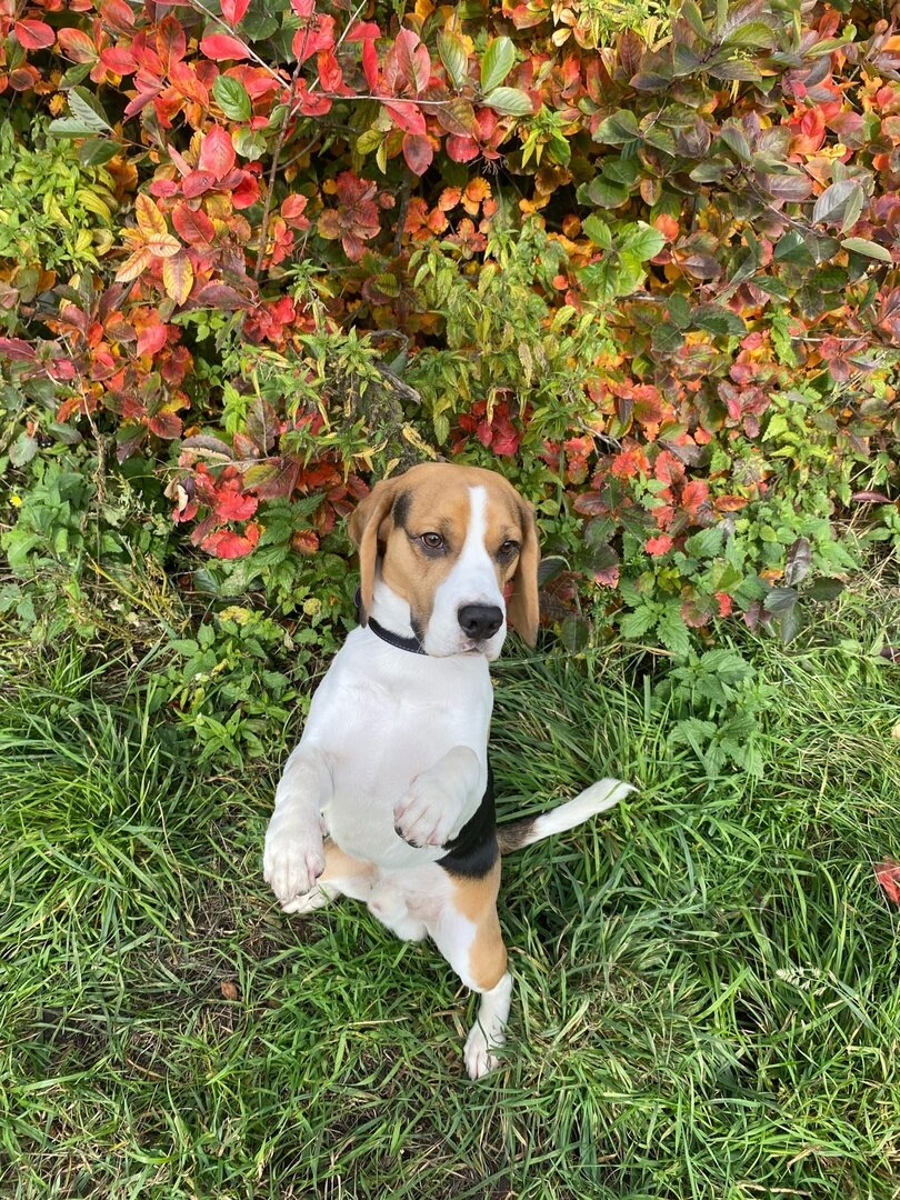 Моя рыжая жопа