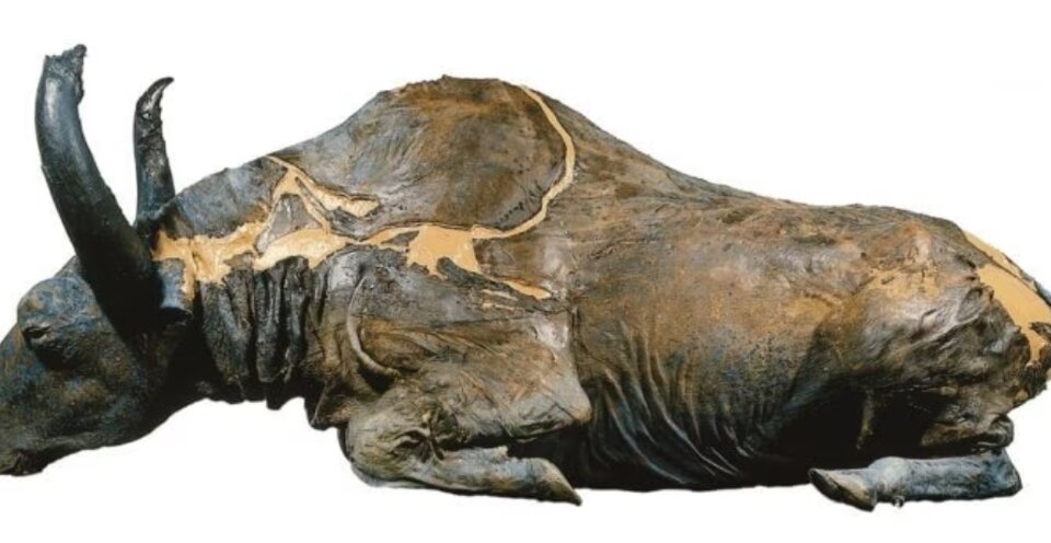 Тело этого бизона отлично сохранила вечная мерзлота
