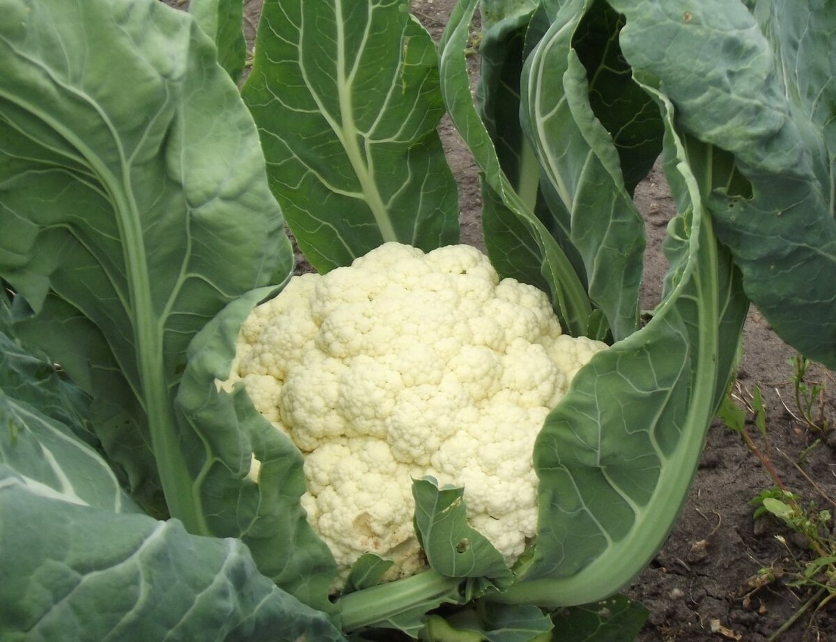 Фото из общего доступа сети интернет.