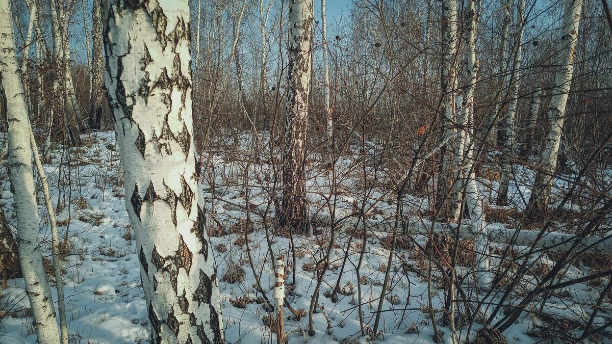     Жители района Боталово-2 на Бору боятся совы. Они рассказали об этом в социальных сетях.