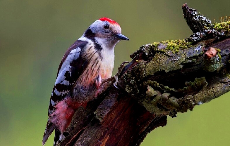 Дятел музыкант