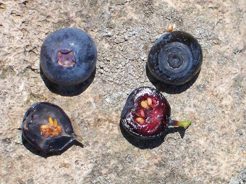 Голубика слева, черника справа.