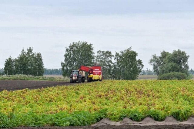    Урожай обещает быть выше среднего. Фото: правительство Омской области