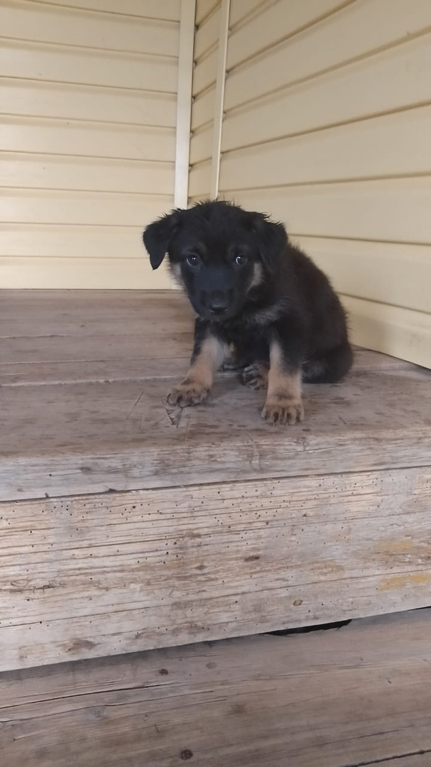 Щенок на крыльце