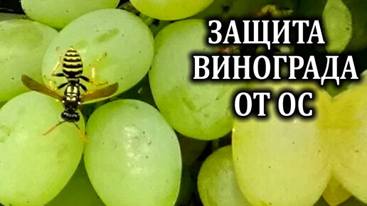 Осы на винограде Как защитить урожай винограда от ос