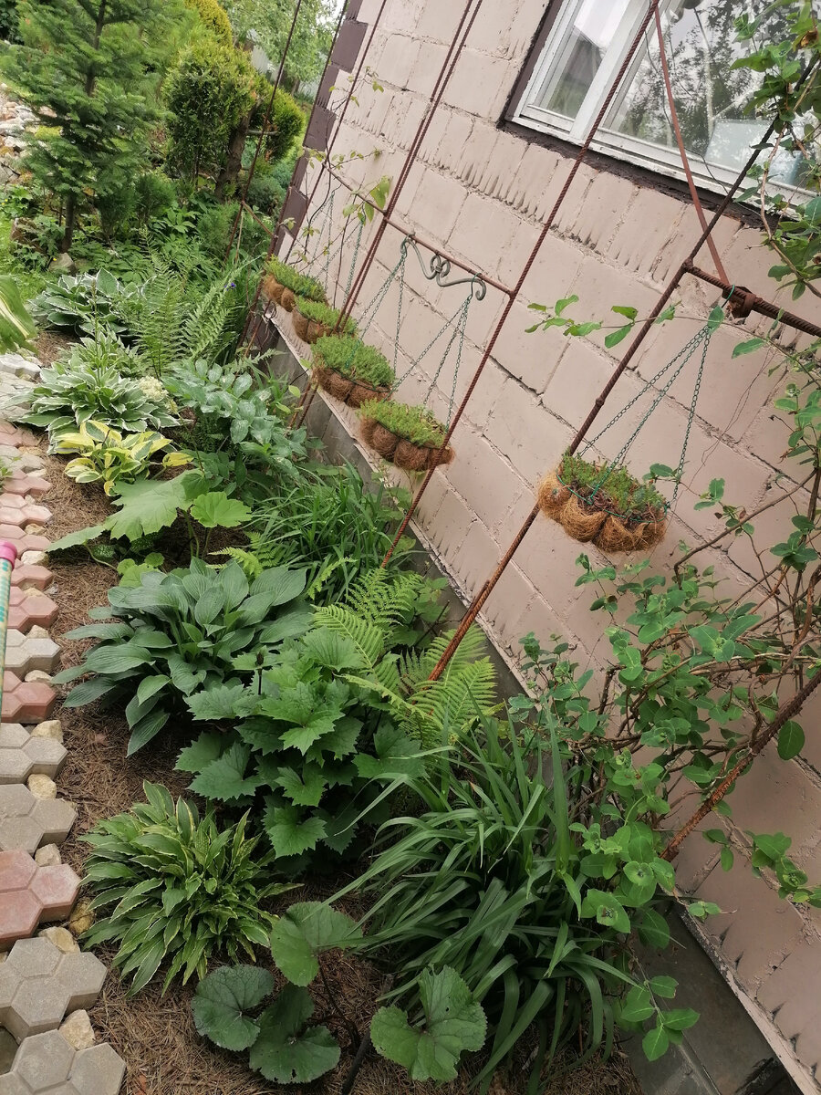 Теневой цветник под гаражом. Фото автора @Маша Генералова