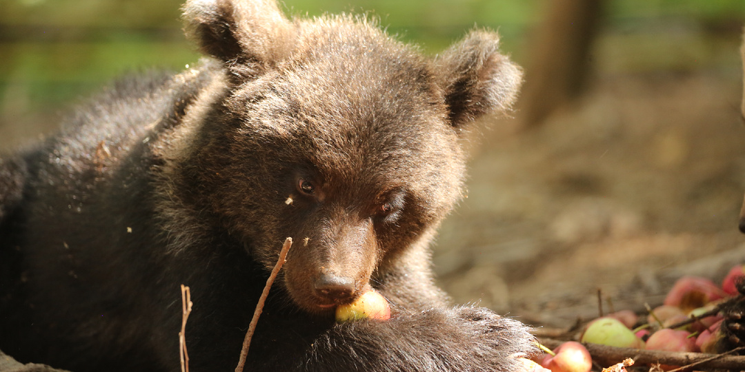 Медвежьи портреты
