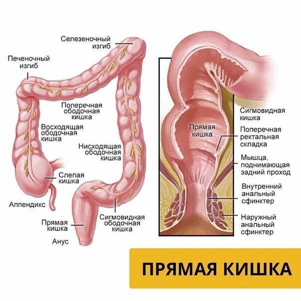 Ободочная кишка где находится рисунок у человека фото