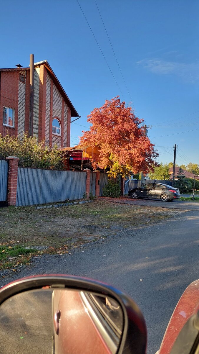 Еду с работы. Горит рябина у нас на улице.