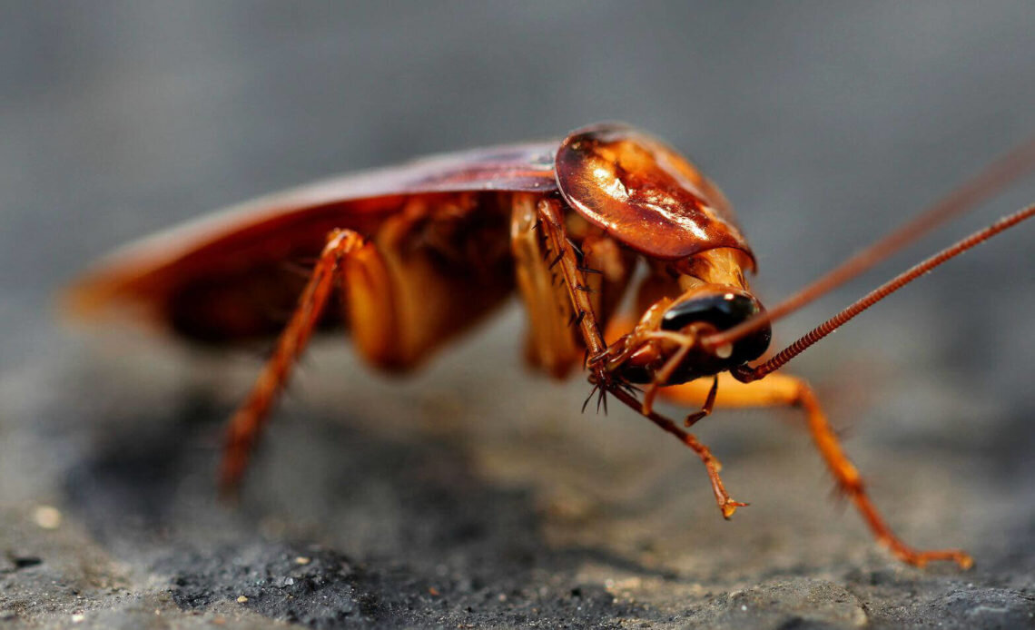 Автор фото: www.peta.org