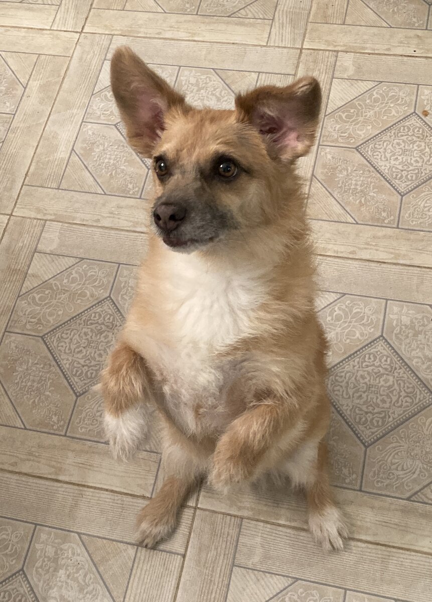 И пес Умка, который так хочет печеньку, что у него приподнялось висящее ухо 