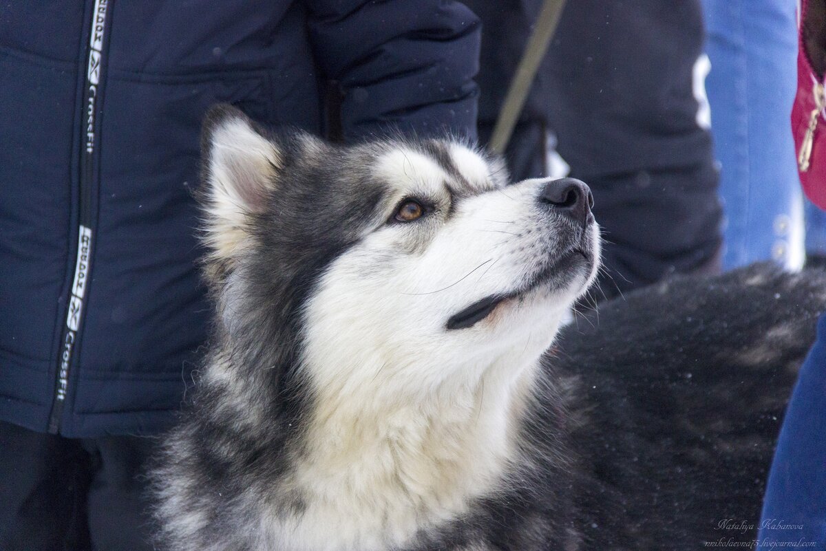 2. Увидеть вот такой взгляд собачьего ребенка.

