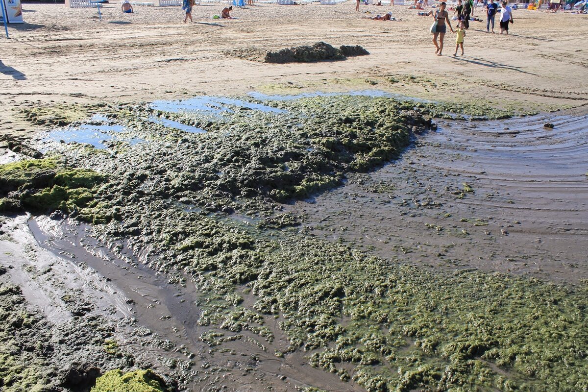 Море цветет. Анапа пляж Джемете водоросли. Тина в Анапе. Анапа Витязево водоросли. Анапа Витязево море цветет.