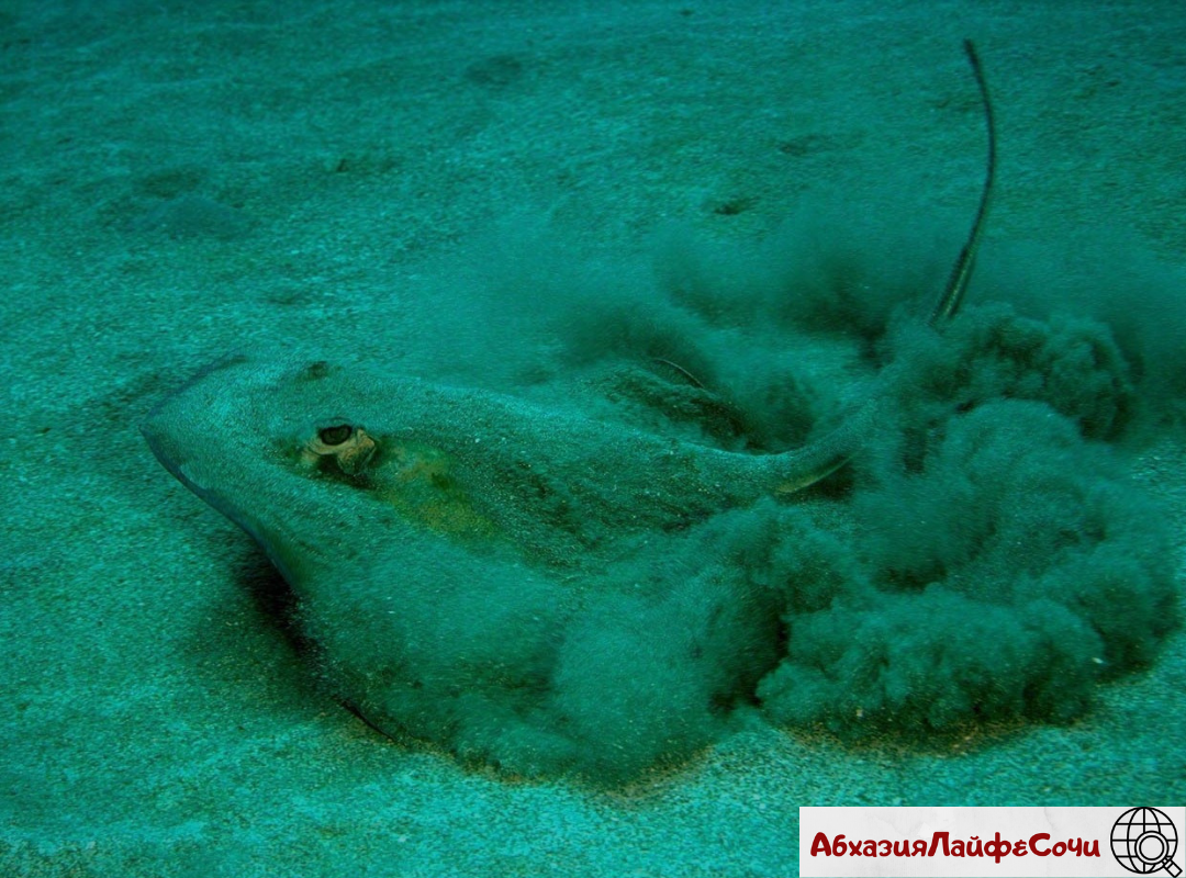 Ядовитое море