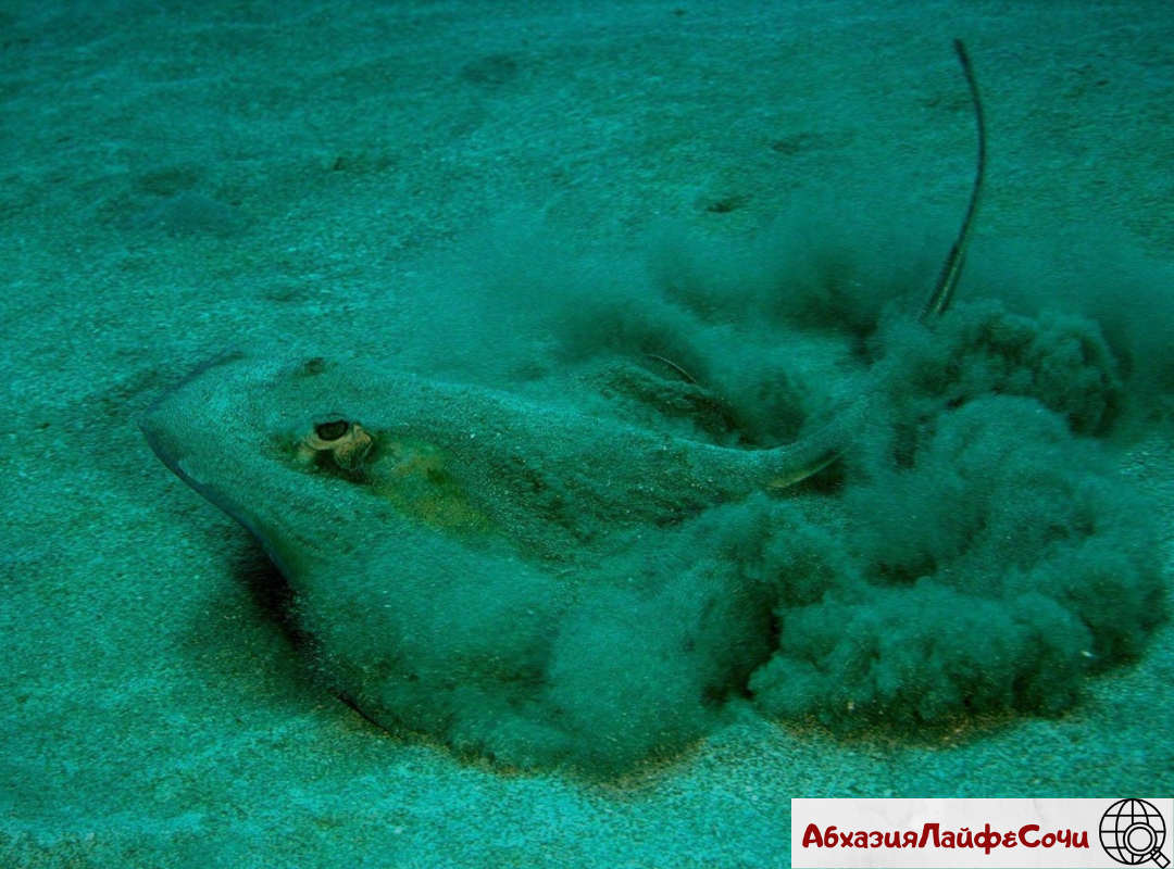 Чем опасно черное море. Опасное море. Опасности черного моря. Что опасного в черном море. Ядовитое море.