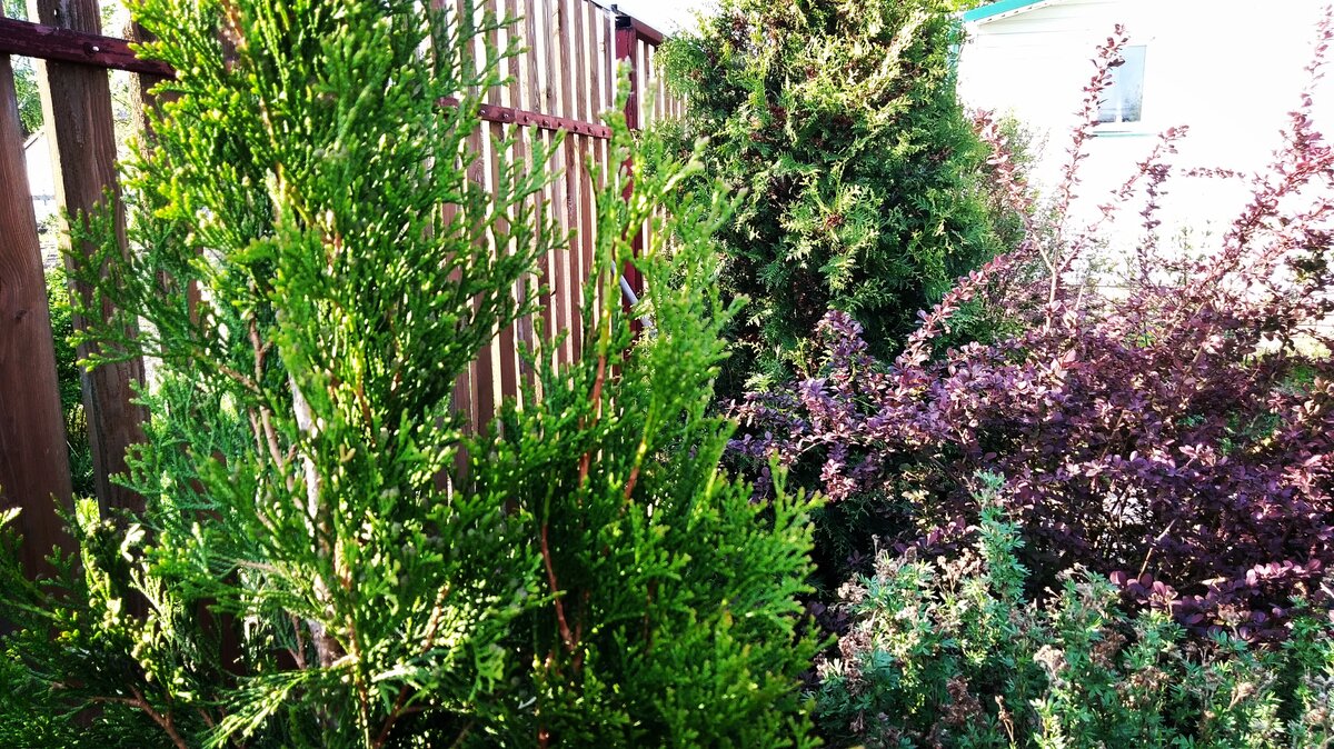 Изумрудный Смарагд на фоне тёмно-зелёного Брабанта.