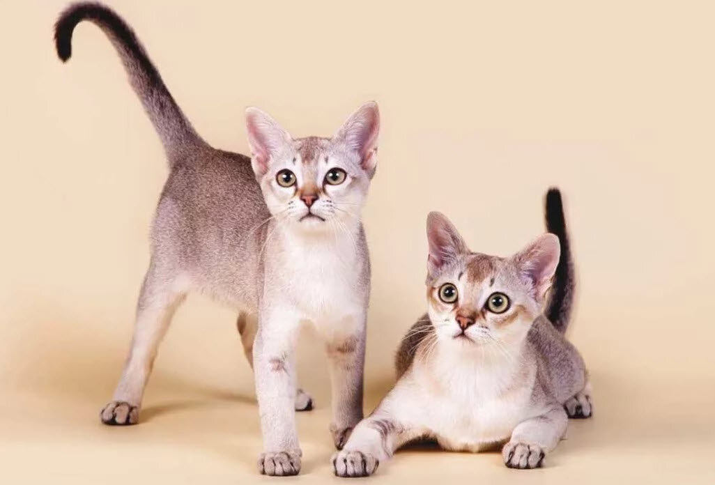  Сингапурская кошка входит в число самых редких и дорогих пород. Она занесена в книгу рекордов Гиннеса как самая миниатюрная кошка в мире.-2