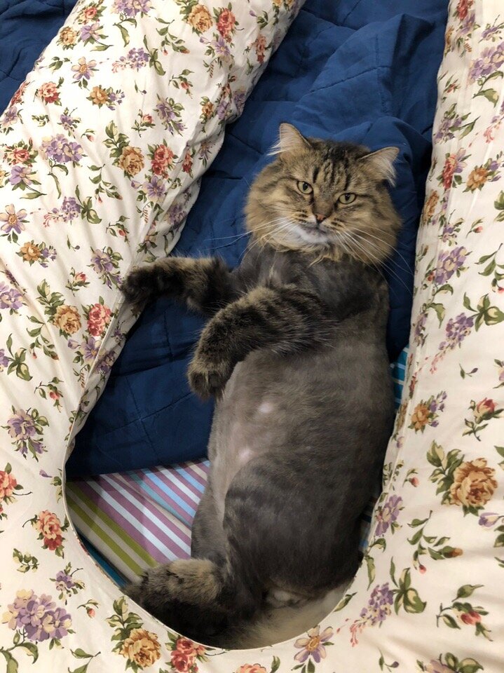 Рэймса тоже подстригли  из гигиенических соображений